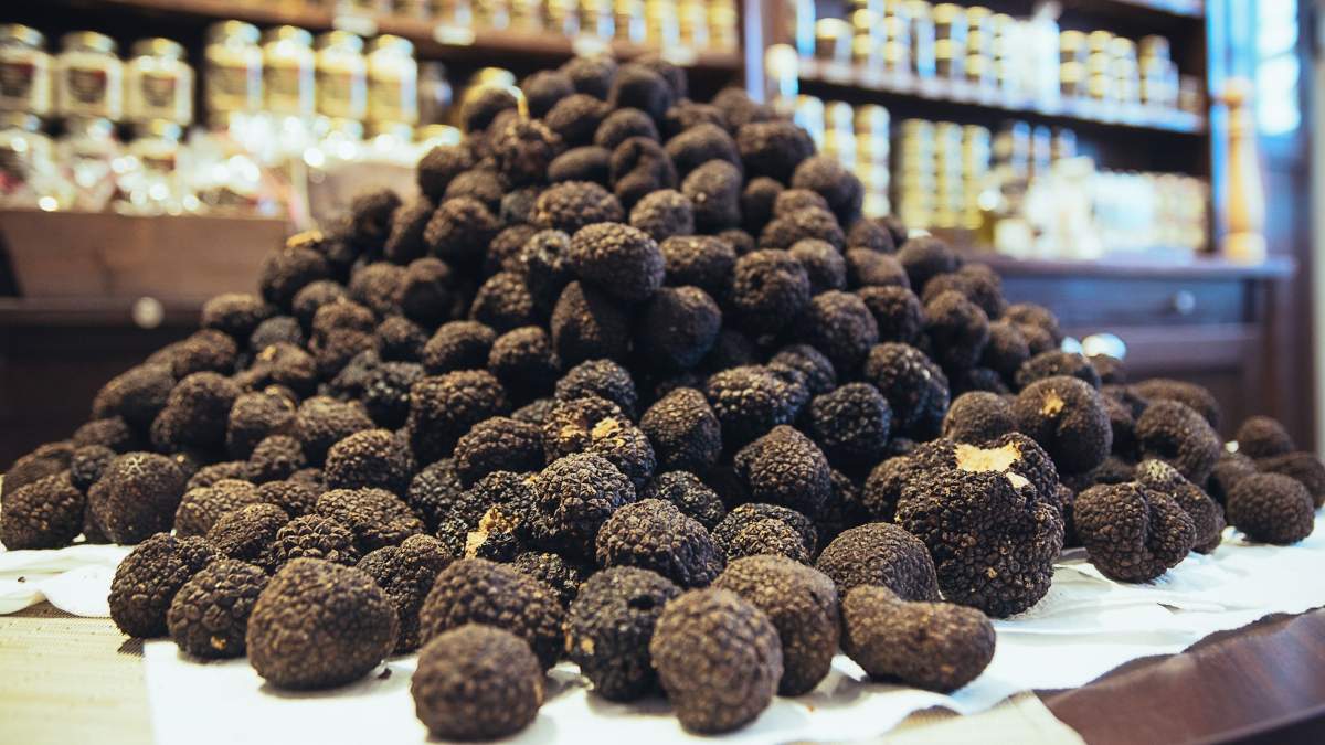 Récolte truffes